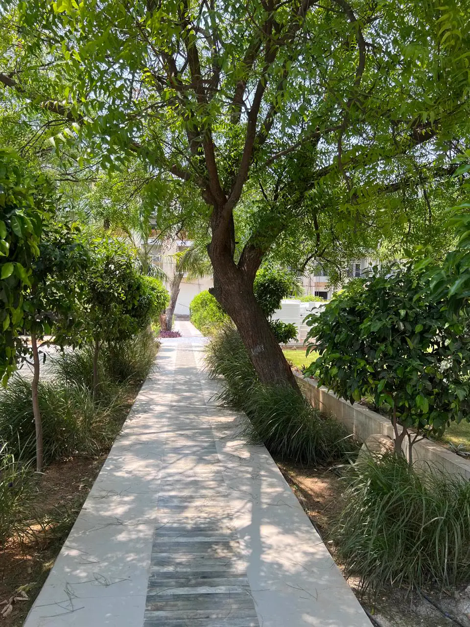 A narrow paved path under a neem tree, between hedges