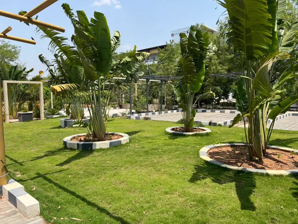 Traveller palms in round planters on the lawn