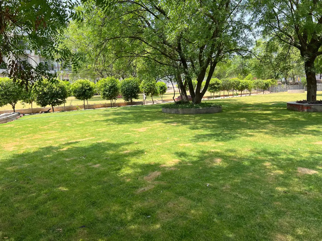 A lush lawn in dappled shade under large trees